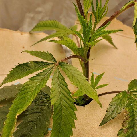 The diary of a bushy girl named Gush Mints growlog timeline photo