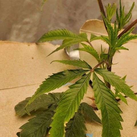The diary of a bushy girl named Gush Mints growlog timeline photo