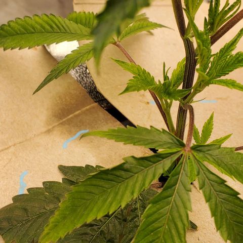 The diary of a bushy girl named Gush Mints growlog timeline photo