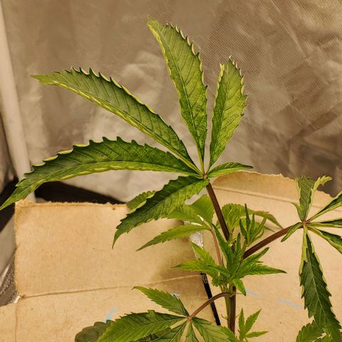 The diary of a bushy girl named Gush Mints growlog timeline photo