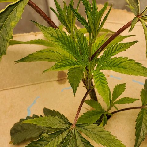 The diary of a bushy girl named Gush Mints growlog timeline photo