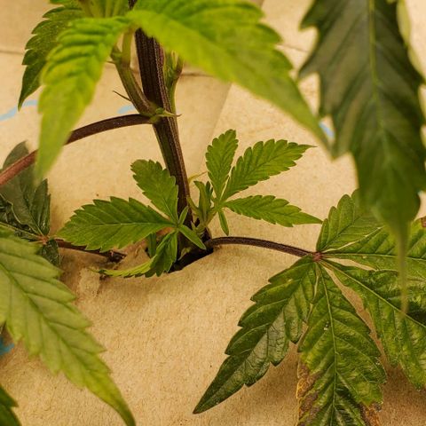 The diary of a bushy girl named Gush Mints growlog timeline photo