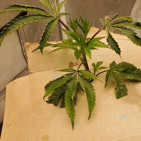 The diary of a bushy girl named Gush Mints growlog timeline photo