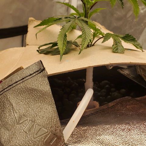 The diary of a bushy girl named Gush Mints growlog timeline photo