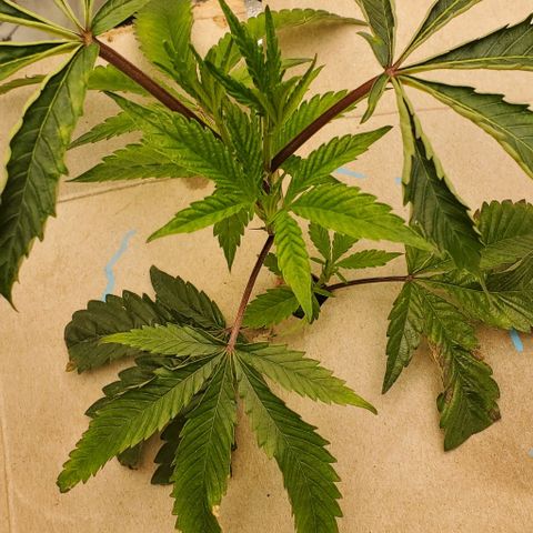 The diary of a bushy girl named Gush Mints growlog timeline photo
