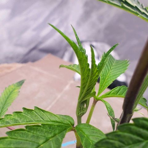 The diary of a bushy girl named Gush Mints growlog timeline photo