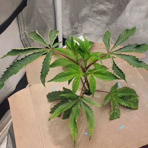 The diary of a bushy girl named Gush Mints growlog timeline photo