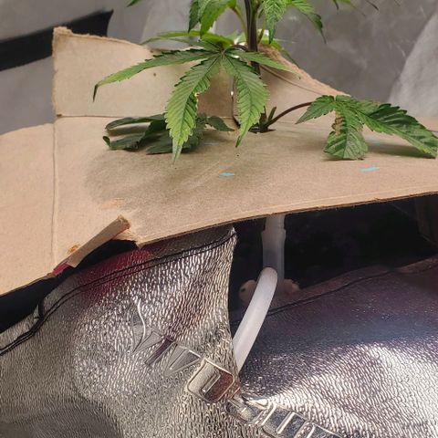 The diary of a bushy girl named Gush Mints growlog timeline photo