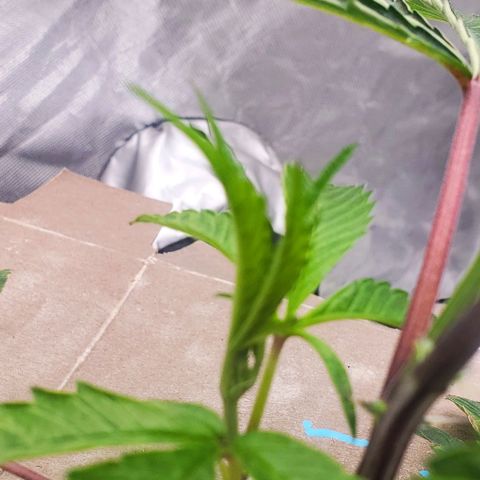 The diary of a bushy girl named Gush Mints growlog timeline photo