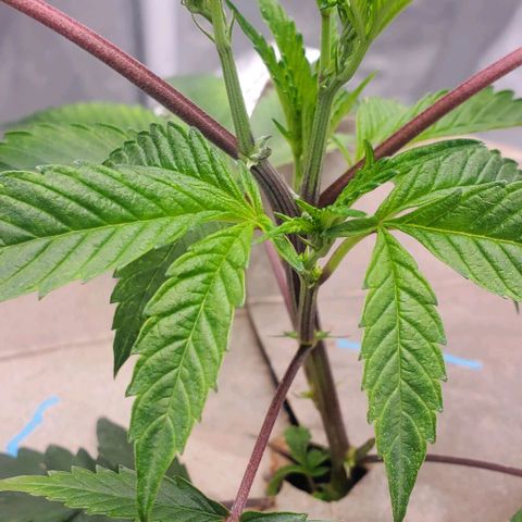 The diary of a bushy girl named Gush Mints growlog timeline photo