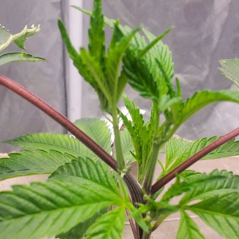 The diary of a bushy girl named Gush Mints growlog timeline photo