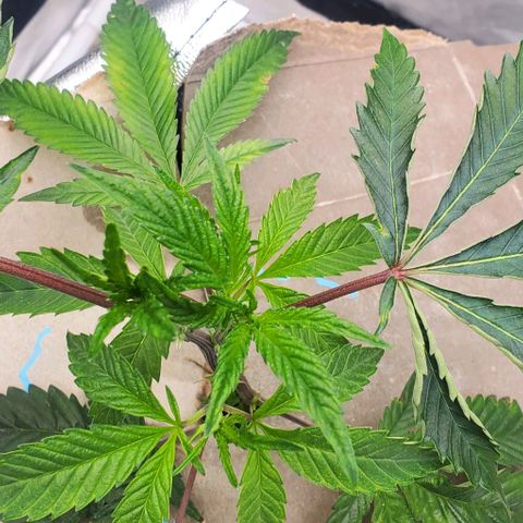 The diary of a bushy girl named Gush Mints growlog timeline photo