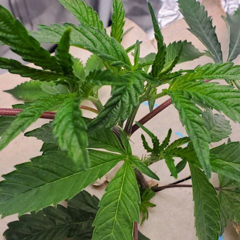 The diary of a bushy girl named Gush Mints growlog timeline photo