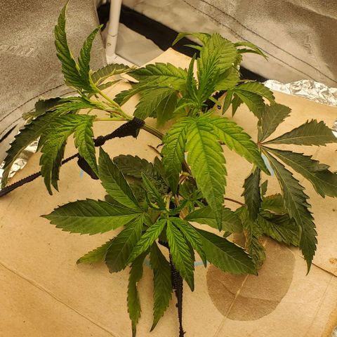 The diary of a bushy girl named Gush Mints growlog timeline photo