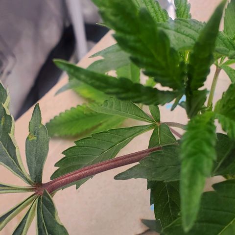 The diary of a bushy girl named Gush Mints growlog timeline photo
