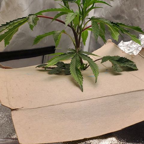 The diary of a bushy girl named Gush Mints growlog timeline photo