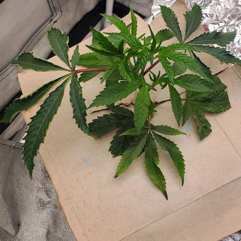 The diary of a bushy girl named Gush Mints growlog timeline photo
