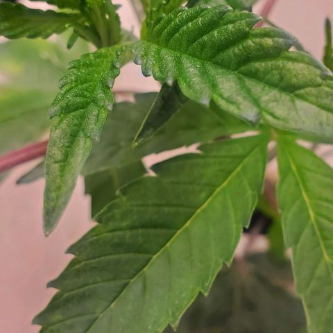 The diary of a bushy girl named Gush Mints growlog timeline photo