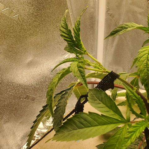 The diary of a bushy girl named Gush Mints growlog timeline photo