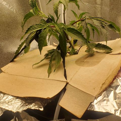 The diary of a bushy girl named Gush Mints growlog timeline photo