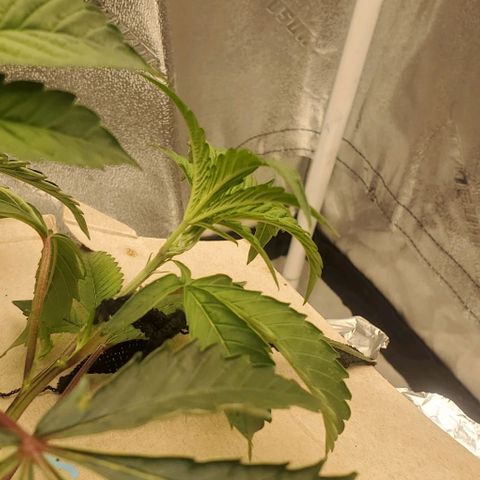 The diary of a bushy girl named Gush Mints growlog timeline photo