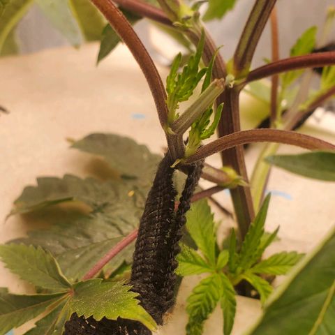 The diary of a bushy girl named Gush Mints growlog timeline photo