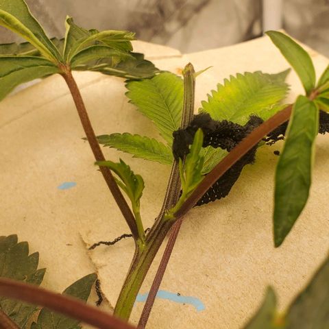 The diary of a bushy girl named Gush Mints growlog timeline photo