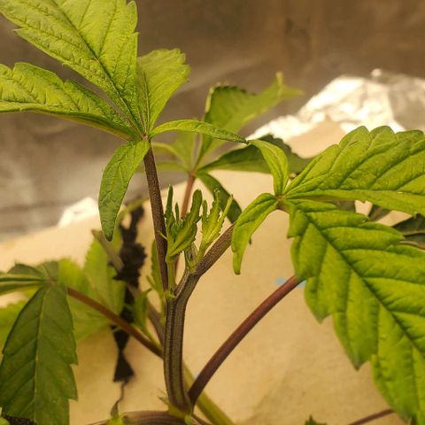 The diary of a bushy girl named Gush Mints growlog timeline photo