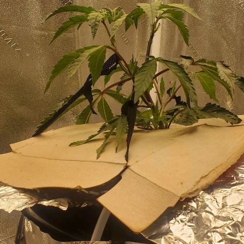 The diary of a bushy girl named Gush Mints growlog timeline photo