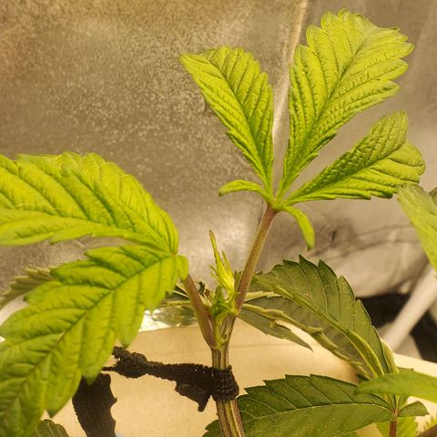 The diary of a bushy girl named Gush Mints growlog timeline photo