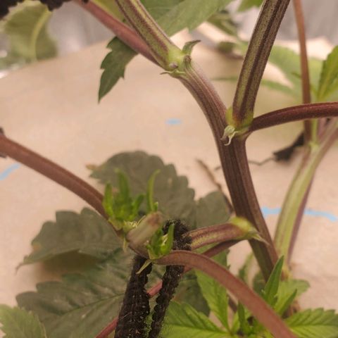 The diary of a bushy girl named Gush Mints growlog timeline photo