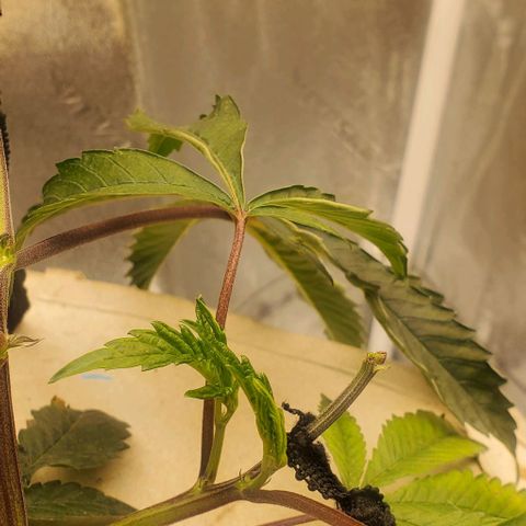The diary of a bushy girl named Gush Mints growlog timeline photo