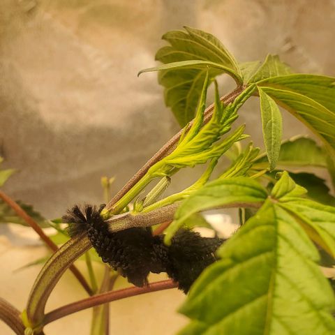 The diary of a bushy girl named Gush Mints growlog timeline photo