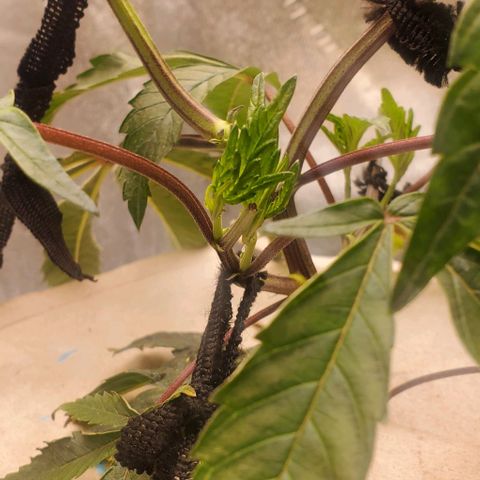 The diary of a bushy girl named Gush Mints growlog timeline photo