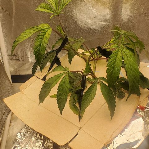 The diary of a bushy girl named Gush Mints growlog timeline photo