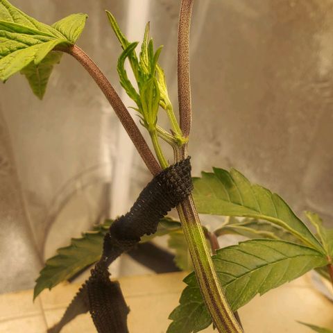 The diary of a bushy girl named Gush Mints growlog timeline photo