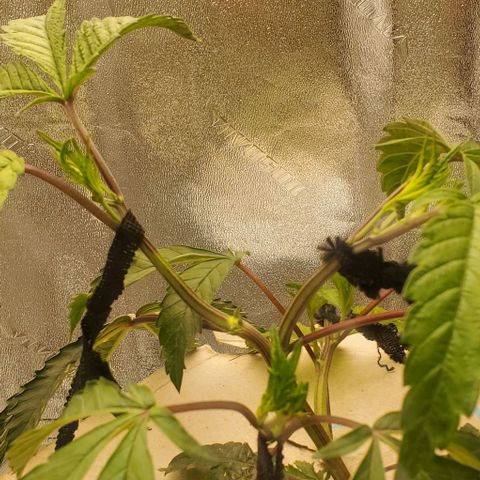 The diary of a bushy girl named Gush Mints growlog timeline photo