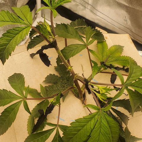 The diary of a bushy girl named Gush Mints growlog timeline photo