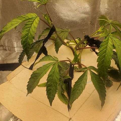The diary of a bushy girl named Gush Mints growlog timeline photo