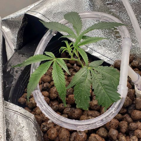 The diary of a bushy girl named Gush Mints growlog timeline photo
