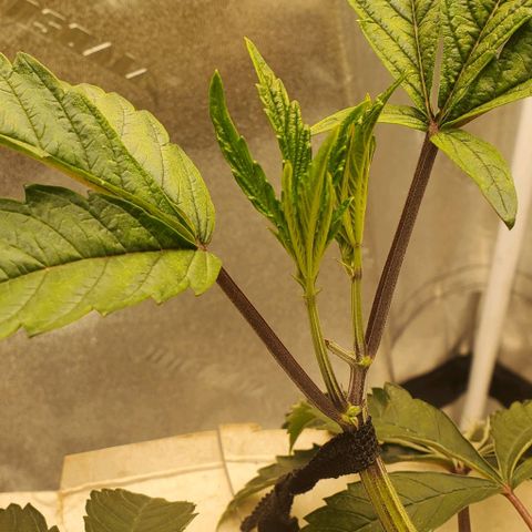 The diary of a bushy girl named Gush Mints growlog timeline photo