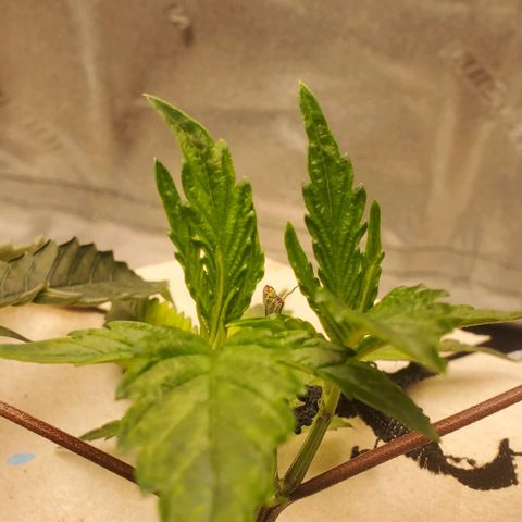 The diary of a bushy girl named Gush Mints growlog timeline photo