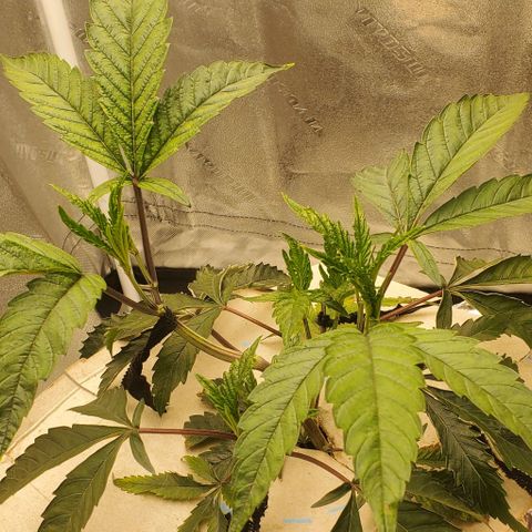 The diary of a bushy girl named Gush Mints growlog timeline photo