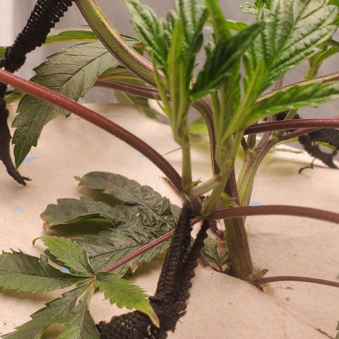 The diary of a bushy girl named Gush Mints growlog timeline photo