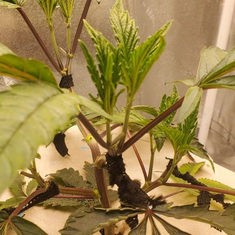 The diary of a bushy girl named Gush Mints growlog timeline photo