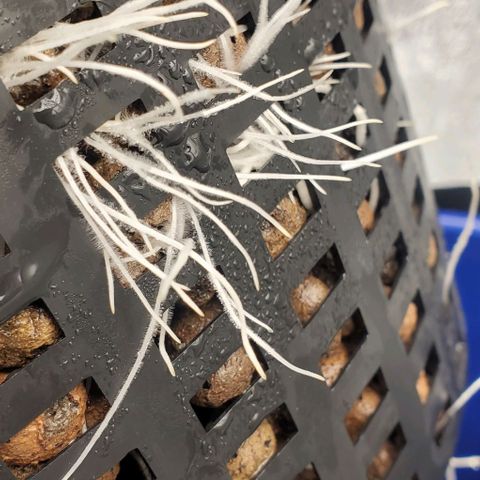 The diary of a bushy girl named Gush Mints growlog timeline photo