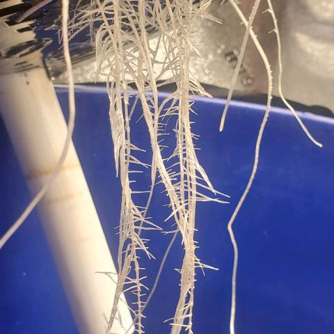 The diary of a bushy girl named Gush Mints growlog timeline photo