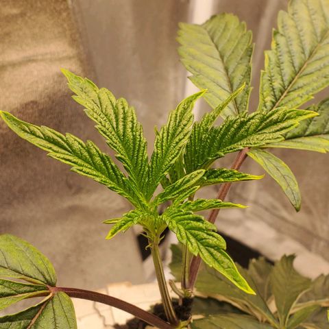 The diary of a bushy girl named Gush Mints growlog timeline photo