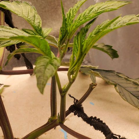 The diary of a bushy girl named Gush Mints growlog timeline photo