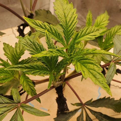 The diary of a bushy girl named Gush Mints growlog timeline photo